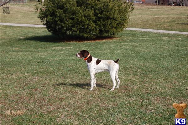 Stud Dogs - German Shorthaired Pointer